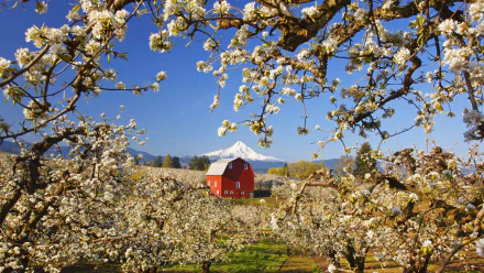  Sunrise, Mt.Hood and Old Red Barn, Hood River Valley, Oregon, Columbia by Craig Tuttle
