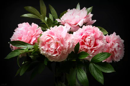 pink flower bouquet nature peony HD Desktop Wallpaper | Background Image