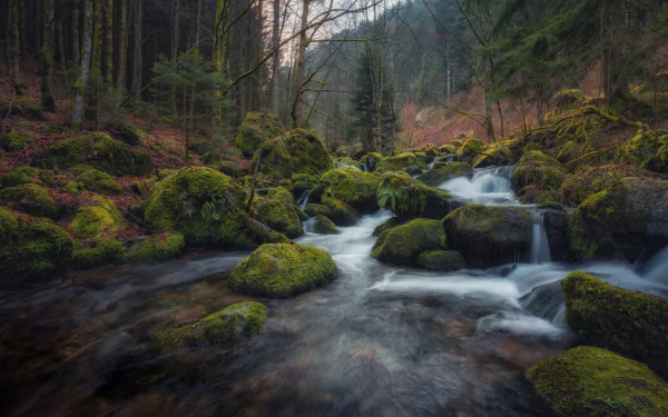 moss nature river HD Desktop Wallpaper | Background Image