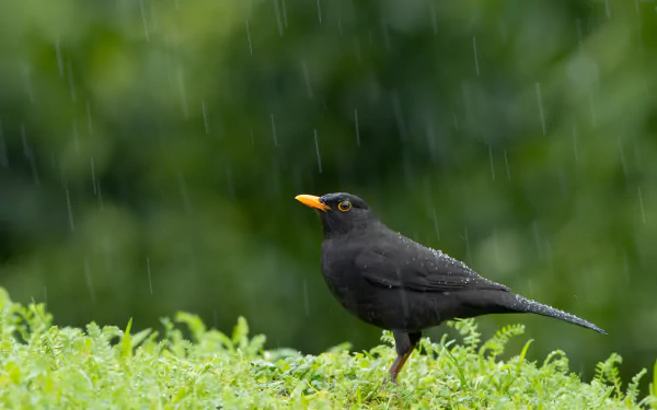 bird rain Animal Blackbird HD Desktop Wallpaper | Background Image