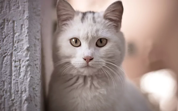 HD PC desktop wallpaper featuring a close-up of a white cat with striking eyes staring directly ahead against a softly blurred background.