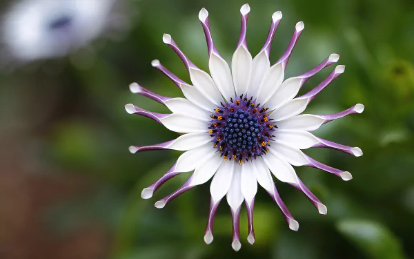 daisy osteospermum nature HD Desktop Wallpaper | Background Image