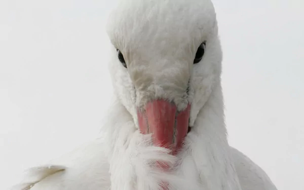 bird Animal stork HD Desktop Wallpaper | Background Image