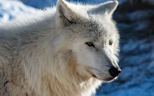 Animal Wolf Arctic Wolf HD Wallpaper | Background Image