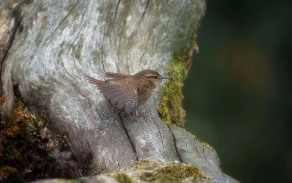 bird Animal wren HD Desktop Wallpaper | Background Image