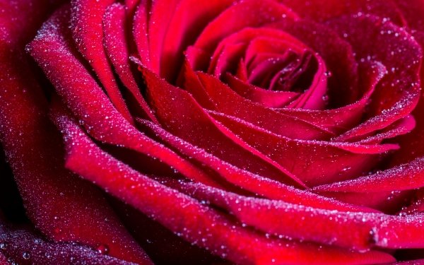 Earth Rose Flowers Macro Petal Water Drop Dew Flower Close-Up HD Wallpaper | Background Image