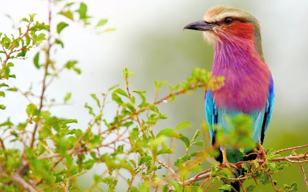Vibrant lilac-breasted roller perched on a branch amid greenery, captured in sharp detail for an HD PC desktop wallpaper background.