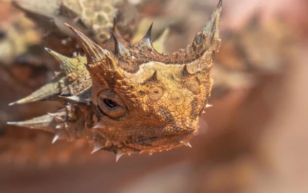  Thorny Devil in Shark Bay, Western Australia. by Mccamli