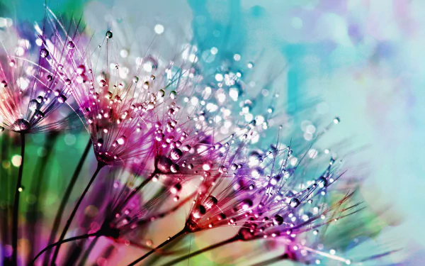 dew fluff macro nature water drop HD Desktop Wallpaper | Background Image