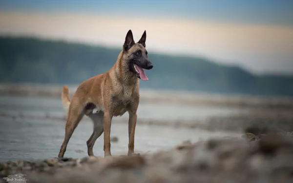 Malinois dog Animal belgian shepherd HD Desktop Wallpaper | Background Image