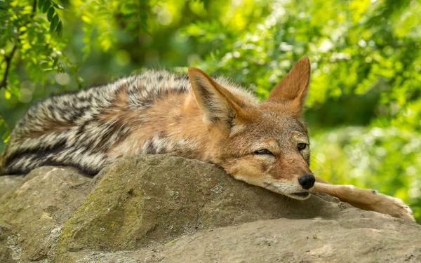 Animal coyote HD Desktop Wallpaper | Background Image