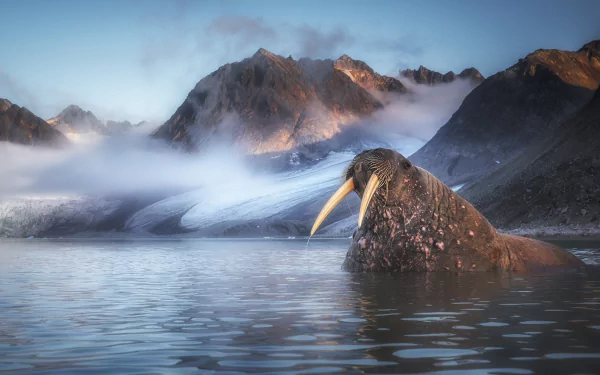 Animal walrus HD Desktop Wallpaper | Background Image