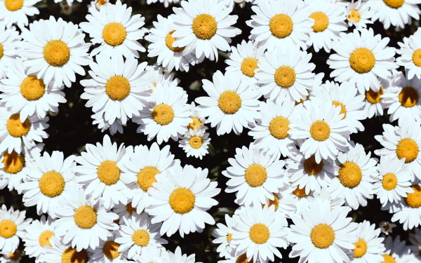 nature daisy HD Desktop Wallpaper | Background Image