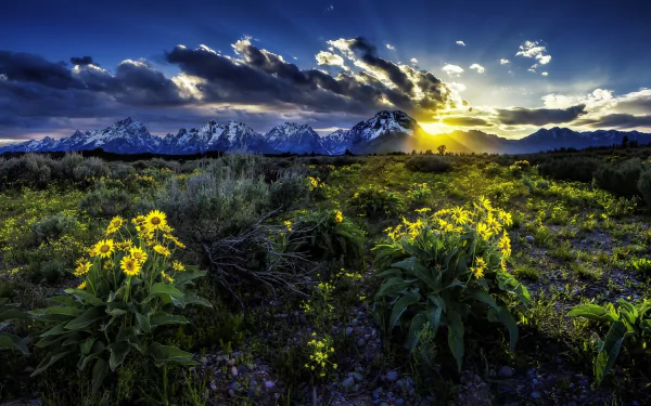 Sunrise over a Wyoming meadow with wildflowers in Grand Teton National Park, highlighting the Rocky Mountains under a vibrant dawn sky.