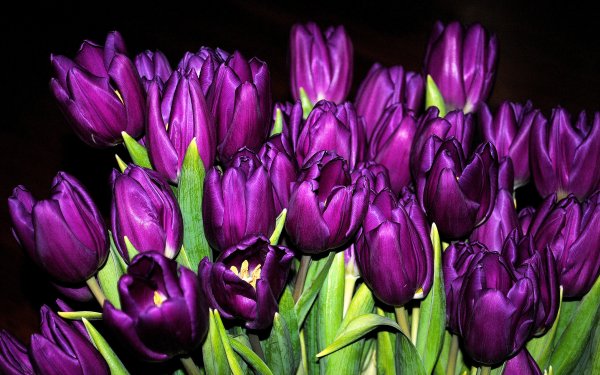 Earth Tulip Flowers Bouquet Purple Flower Bud HD Wallpaper | Background Image