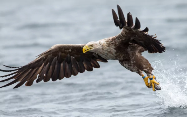eagle wings bird water Animal white-tailed eagle HD Desktop Wallpaper | Background Image
