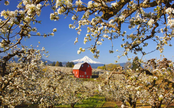  Sunrise, Mt.Hood and Old Red Barn, Hood River Valley, Oregon, Columbia by Craig Tuttle