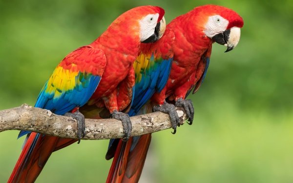 Animal Scarlet Macaw Birds Parrots Bird Parrot Macaw HD Wallpaper | Background Image