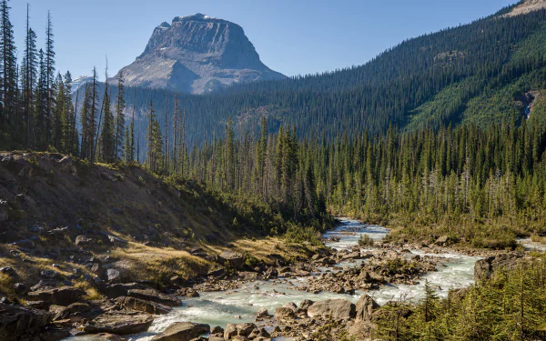 landscape nature yoho national park forest USA river HD Desktop Wallpaper | Background Image