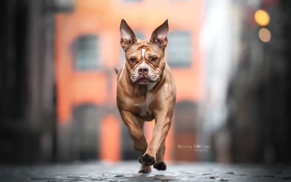 blur dog muzzle Animal english bulldog HD Desktop Wallpaper | Background Image