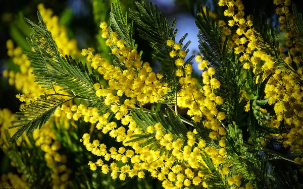 wattle mimosa branch macro nature golden wattle HD Desktop Wallpaper | Background Image
