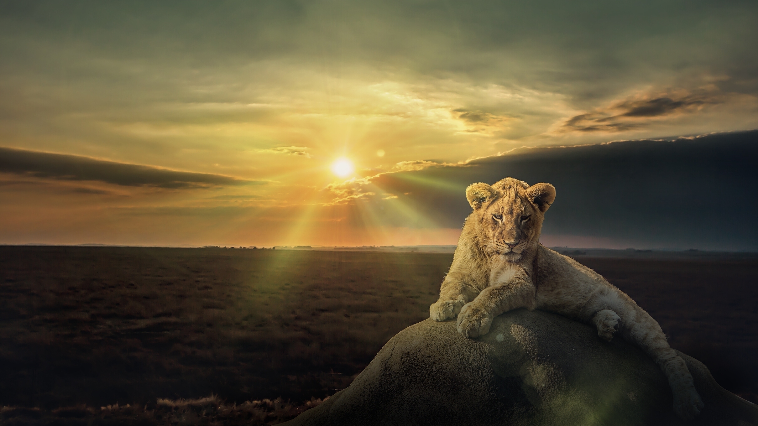 Lion HD Wallpaper