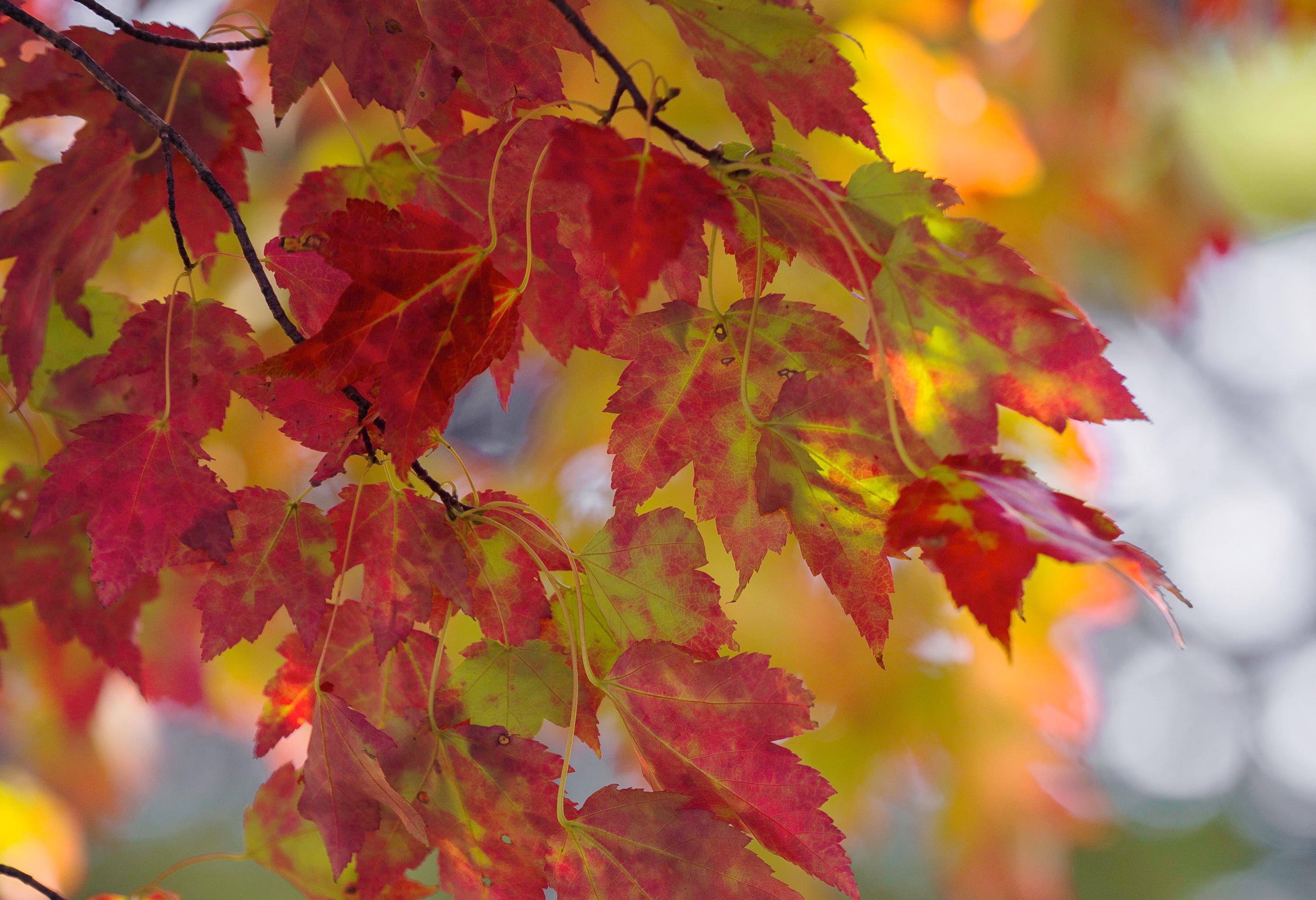 Download Macro Maple Leaf Branch Fall Nature Leaf HD Wallpaper