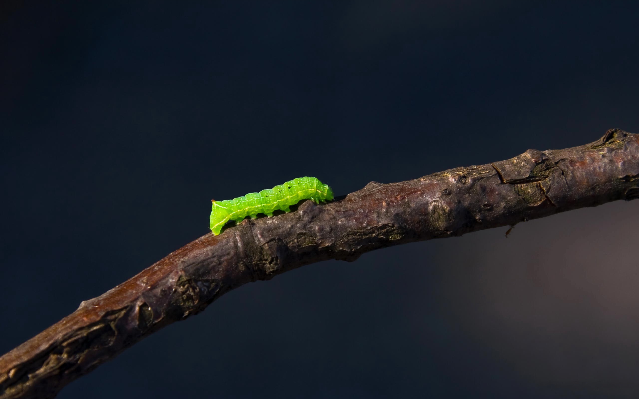 Caterpillar on a desktop wallpaper