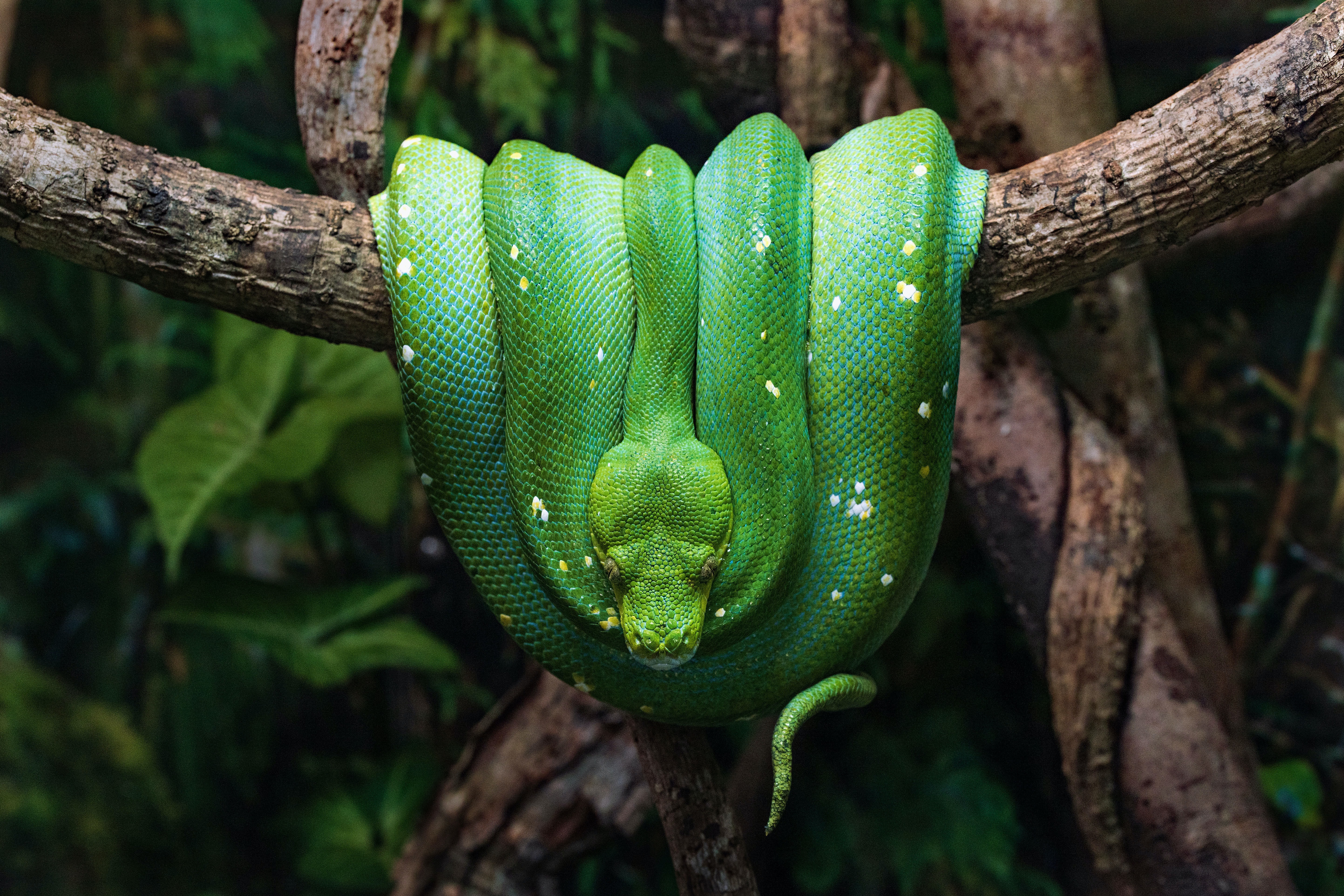 Green Python Hanging From a Branch