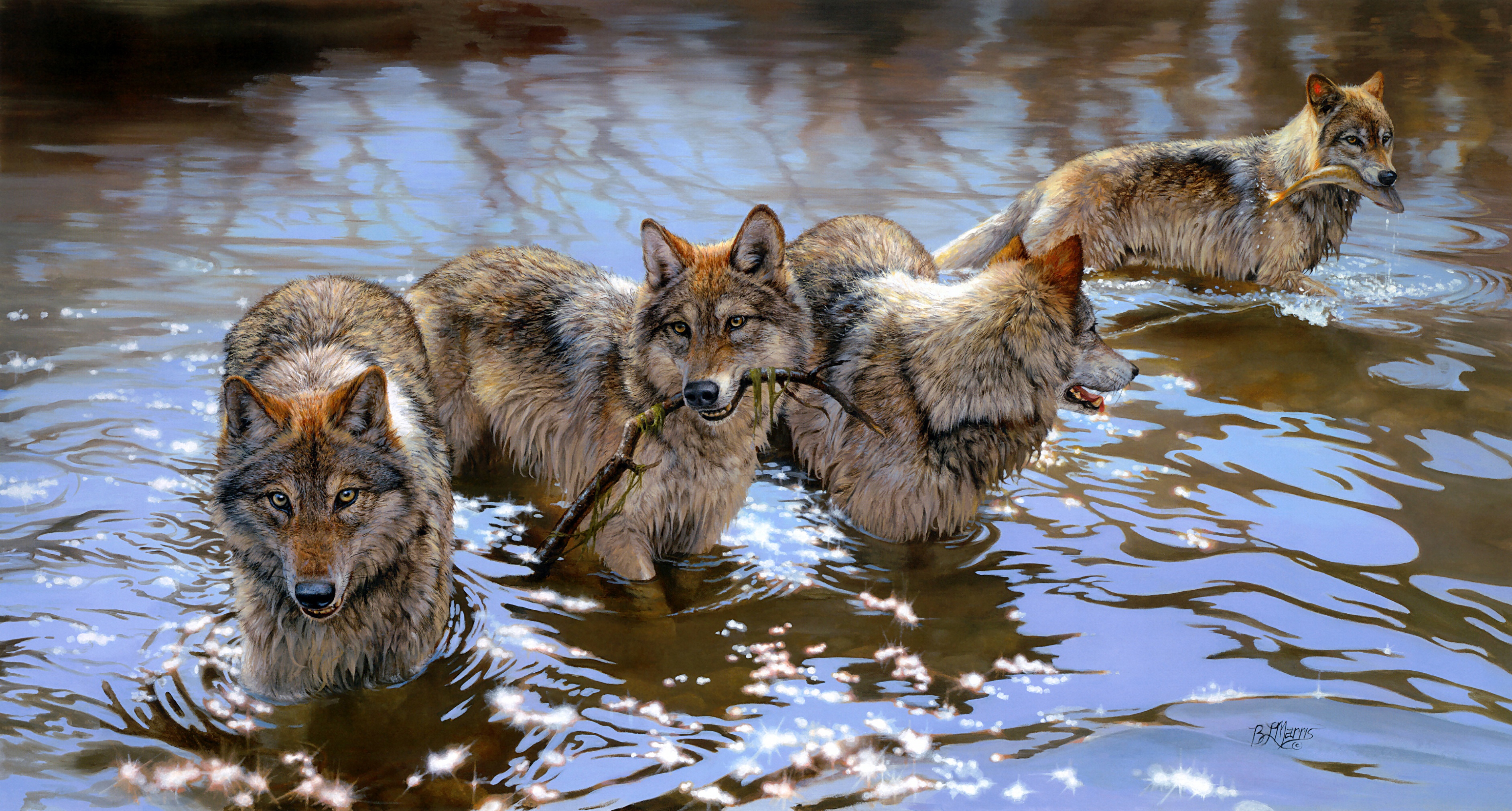 Group of Wolves After a River Adventure