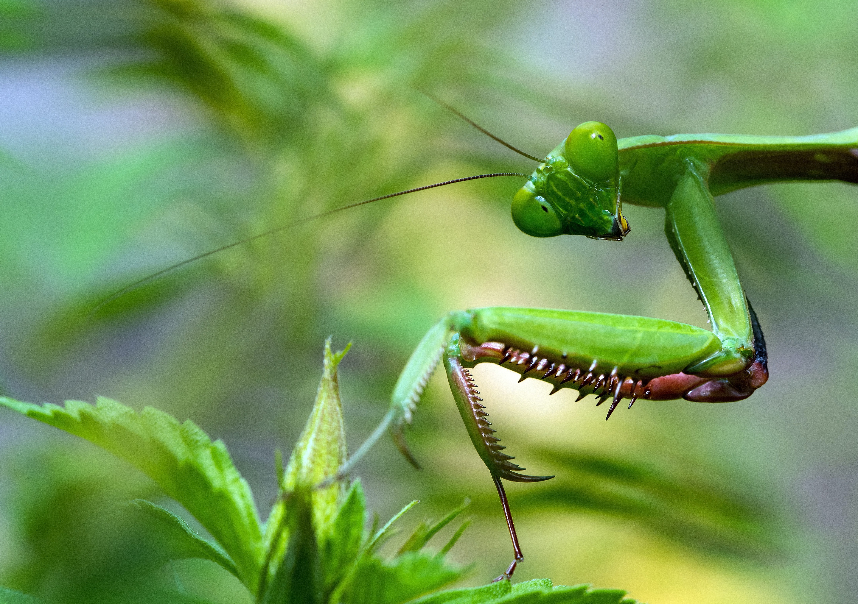 Animal Praying Mantis HD Wallpaper | Background Image