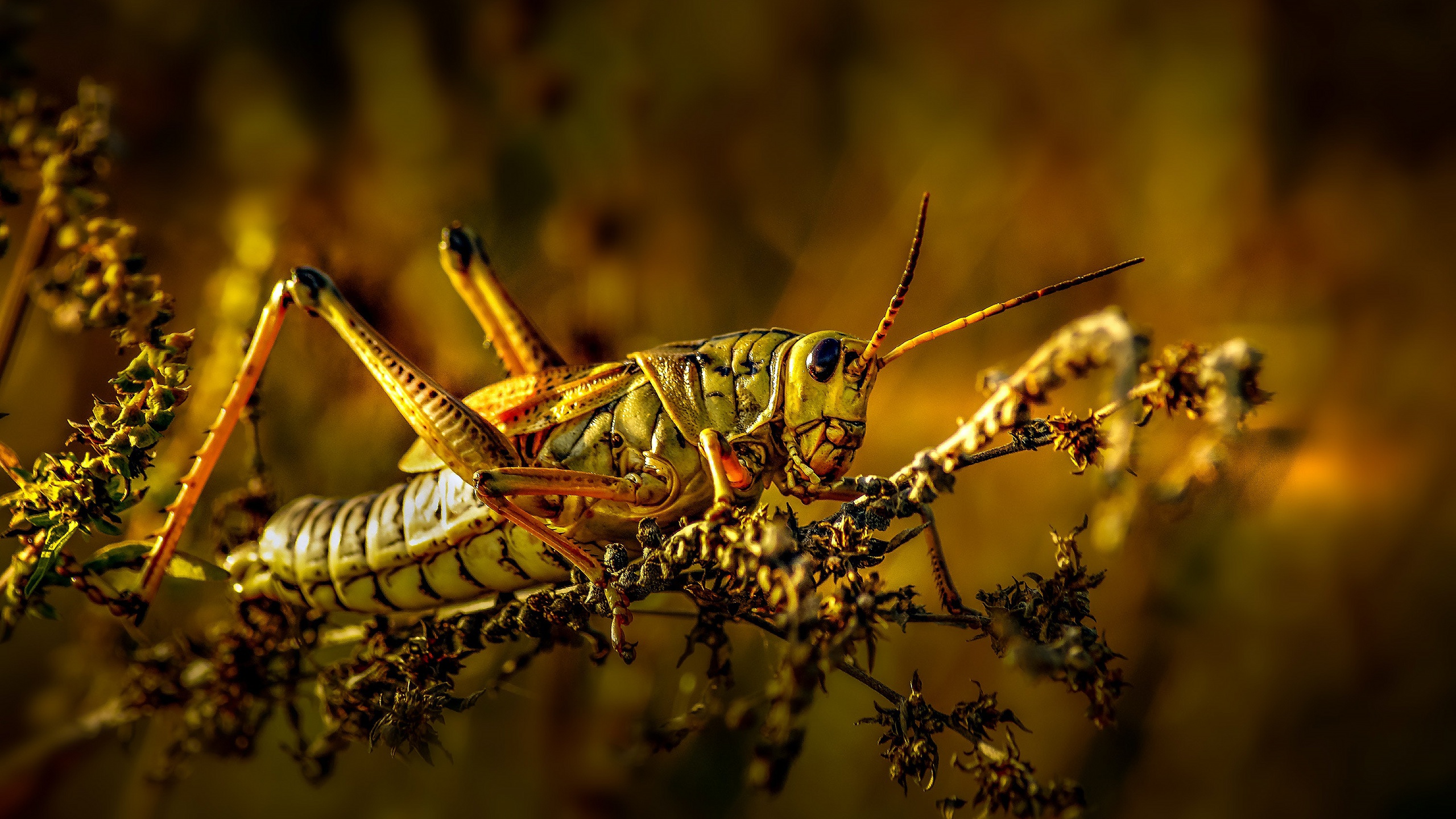 Grasshopper HD Wallpaper