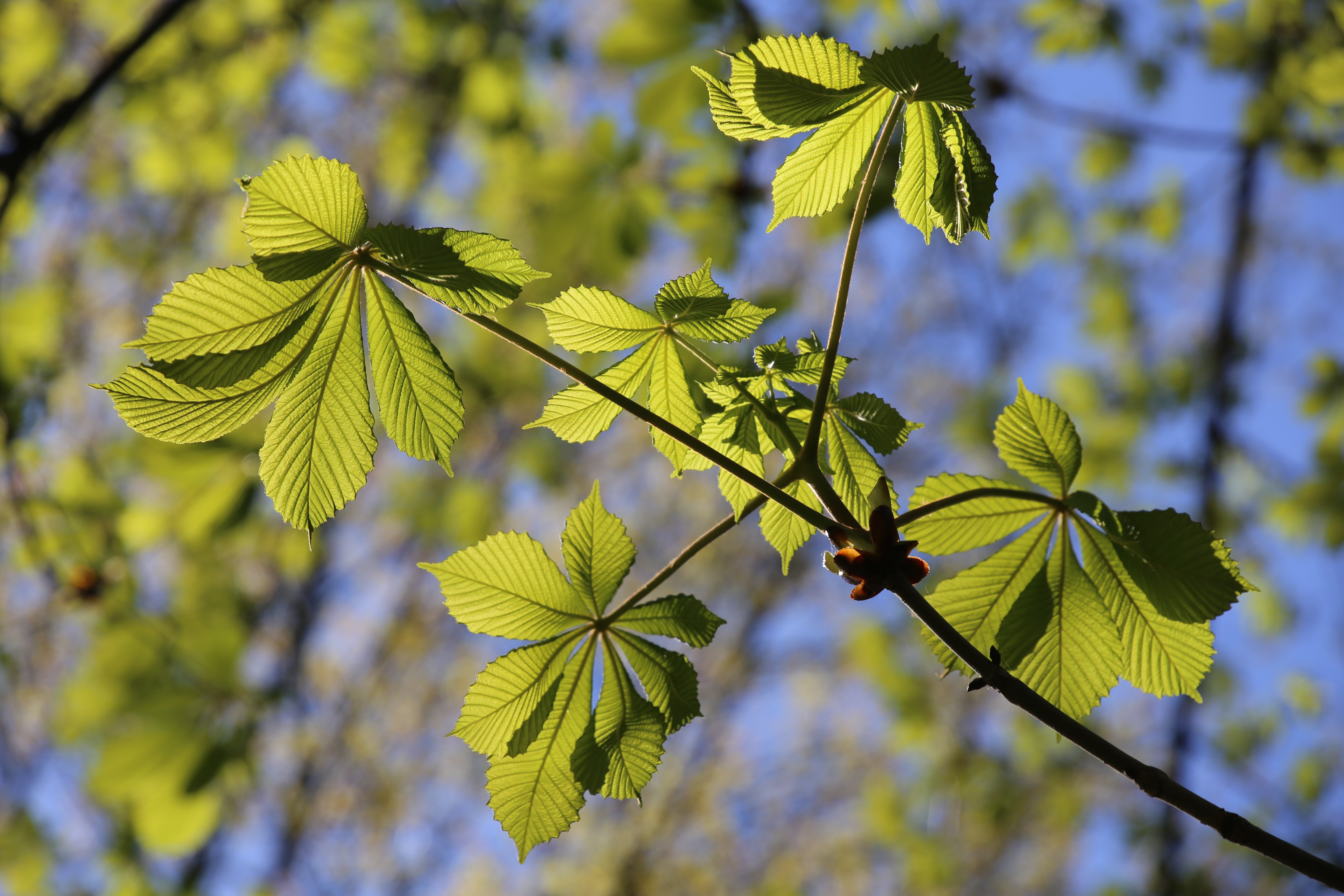 Download Leaf Nature Branch 4k Ultra HD Wallpaper