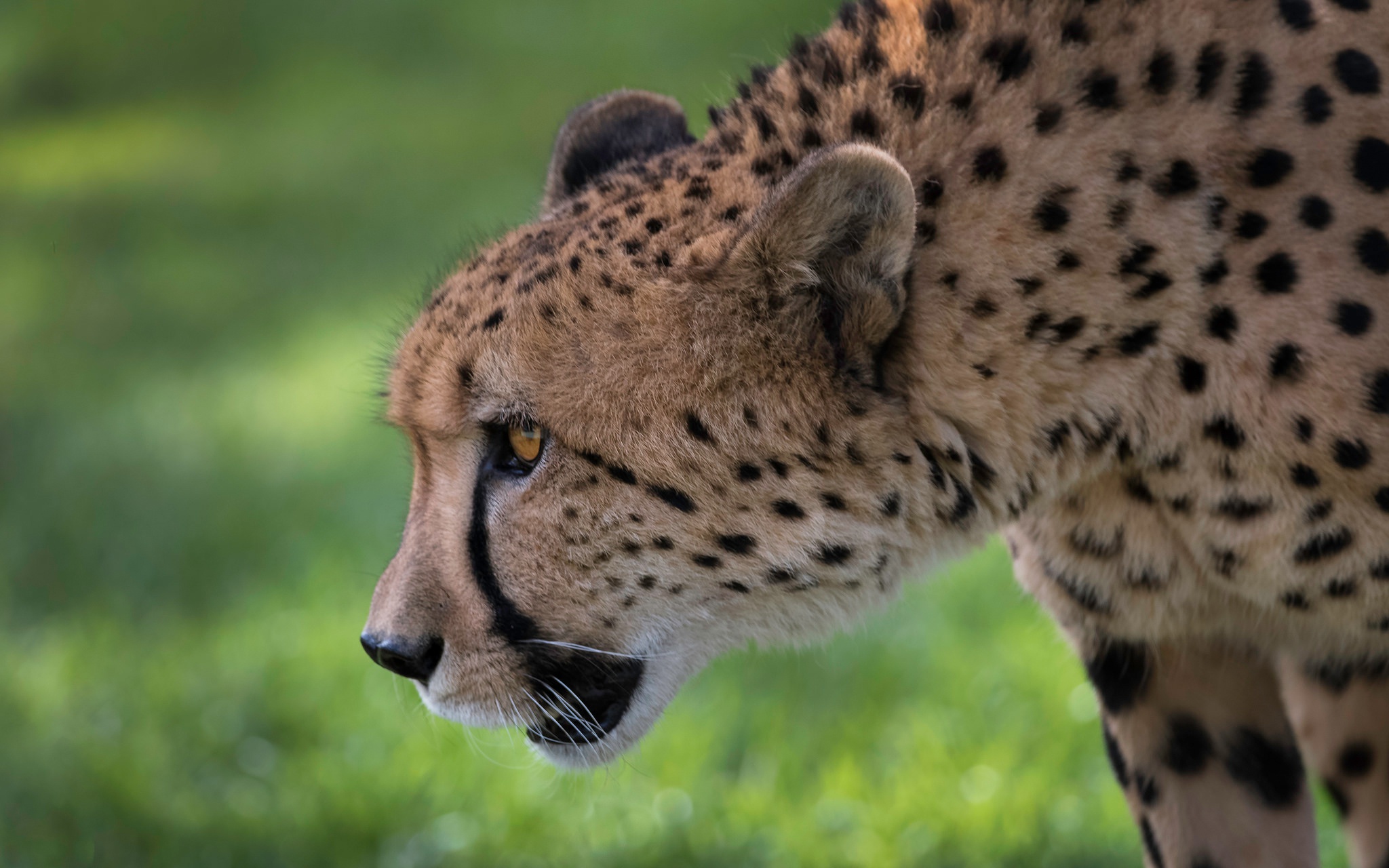 Animal Cheetah HD Wallpaper by Marco Squassina