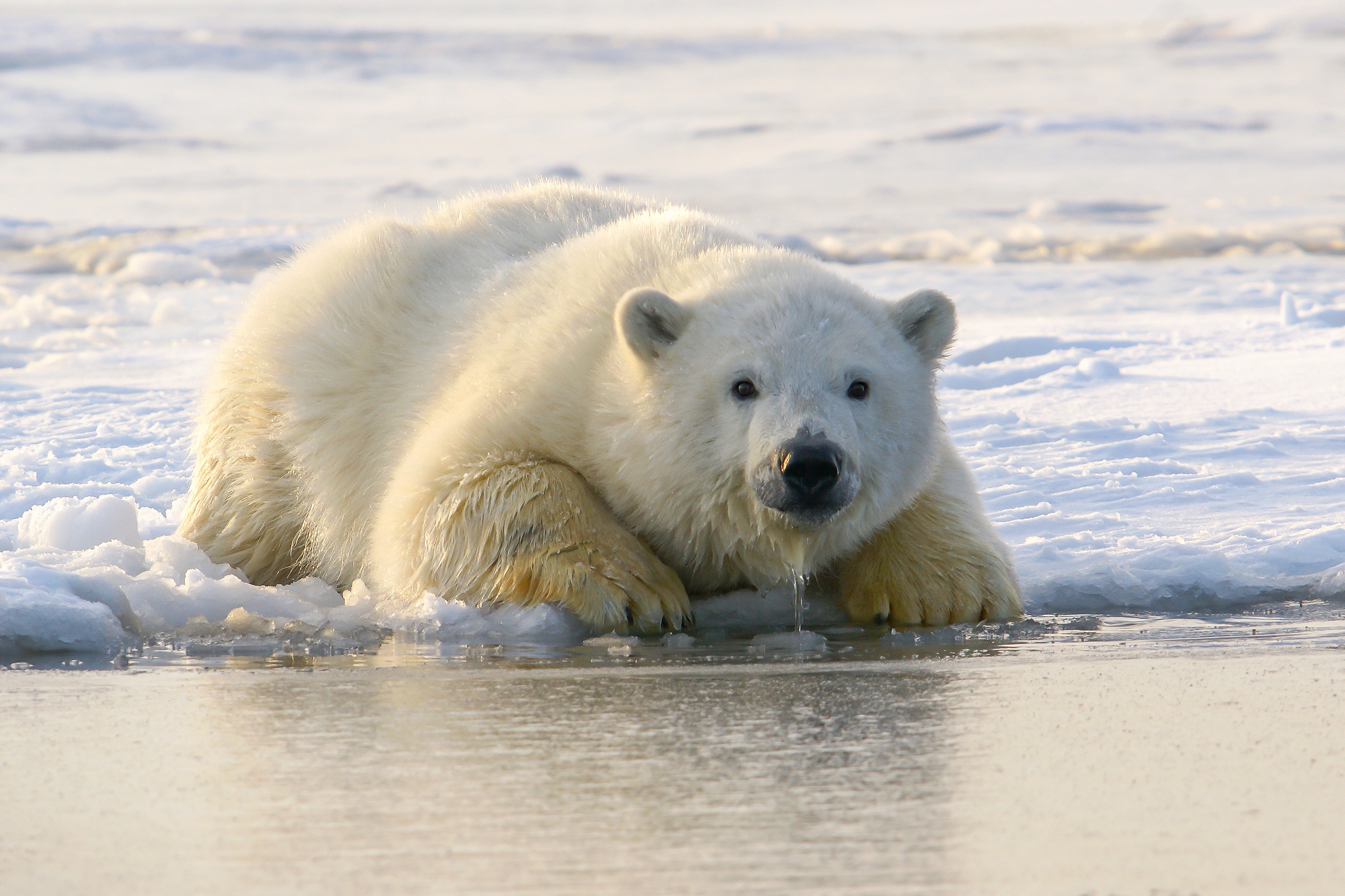 Download Animal Polar Bear HD Wallpaper