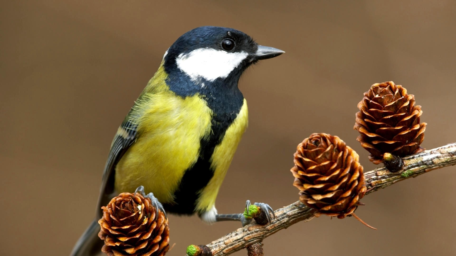 Great Tit (parus major), a stunning bird species known as the Titmouse.