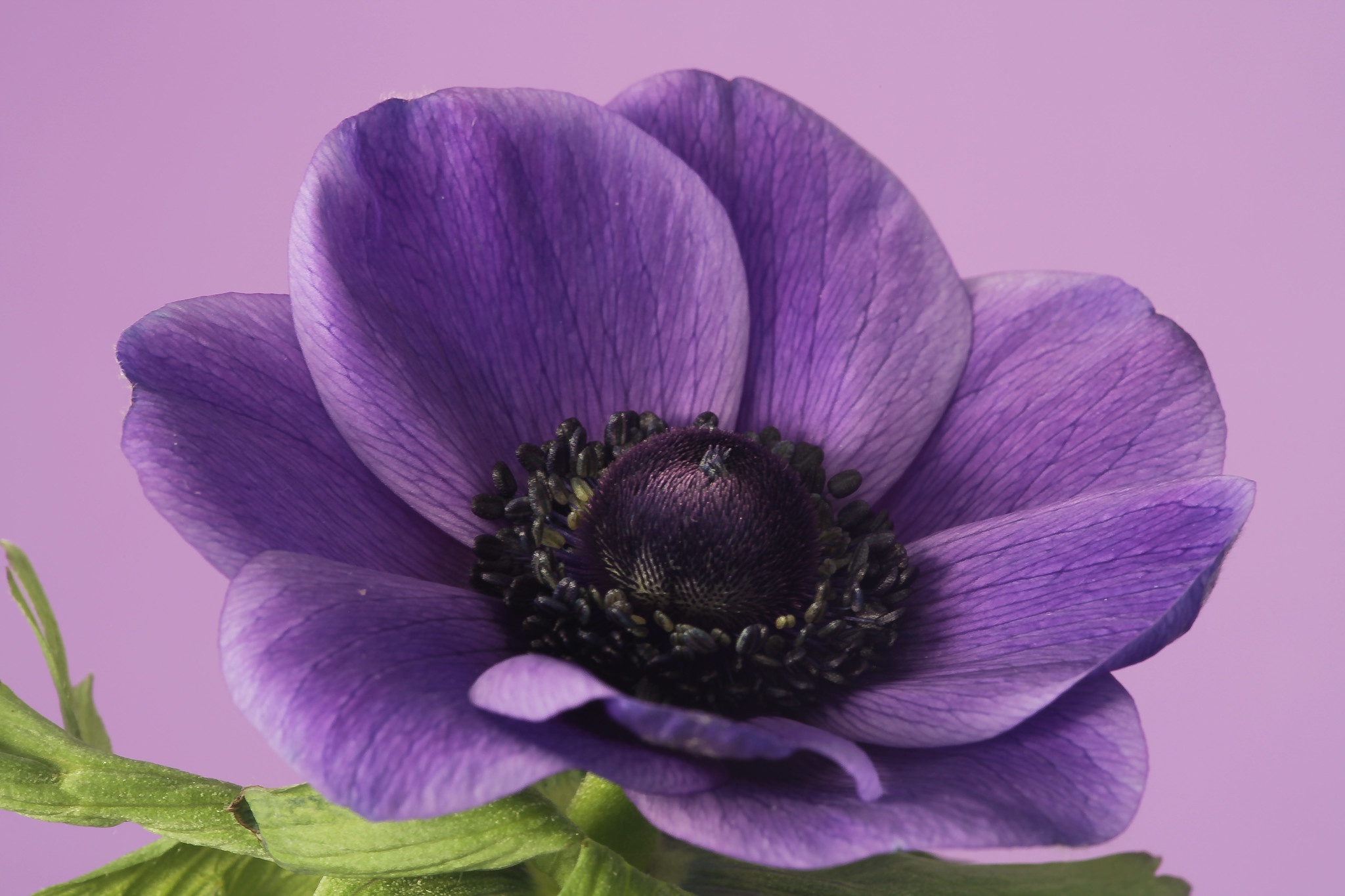 Download Petal Flower Nature Anemone HD Wallpaper