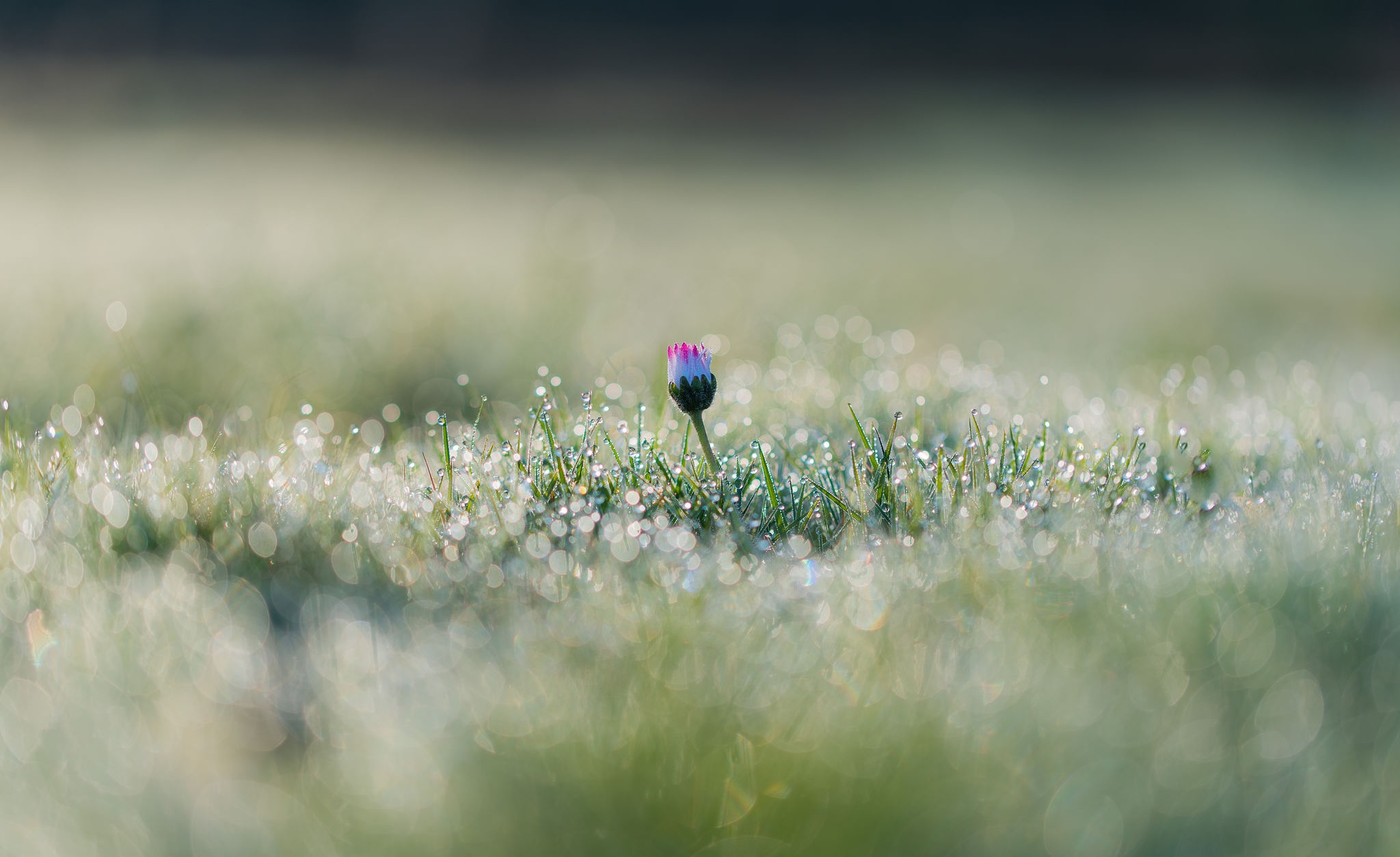 Nature Flower HD Wallpaper | Background Image