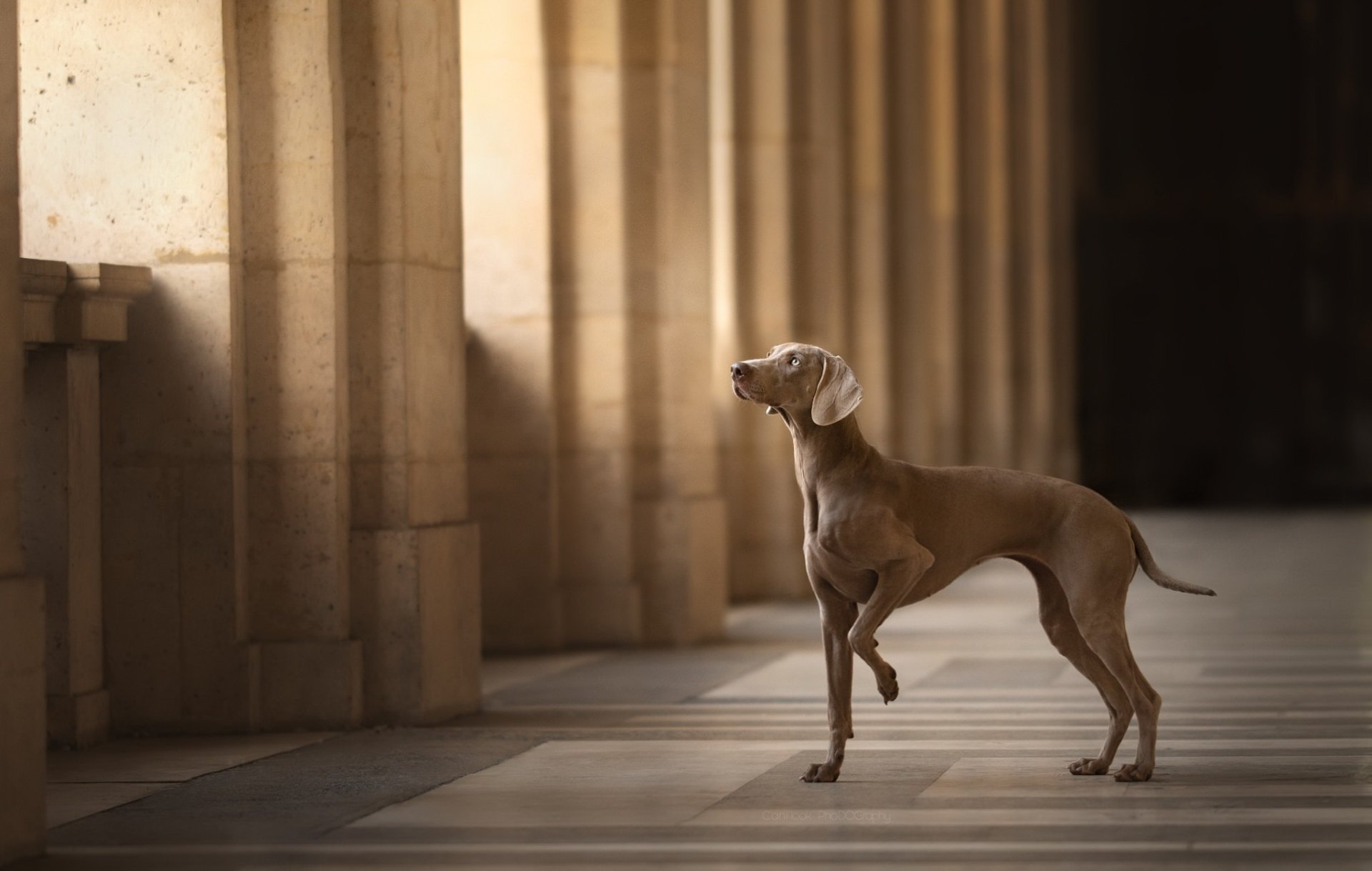 Download Dog Animal Weimaraner HD Wallpaper