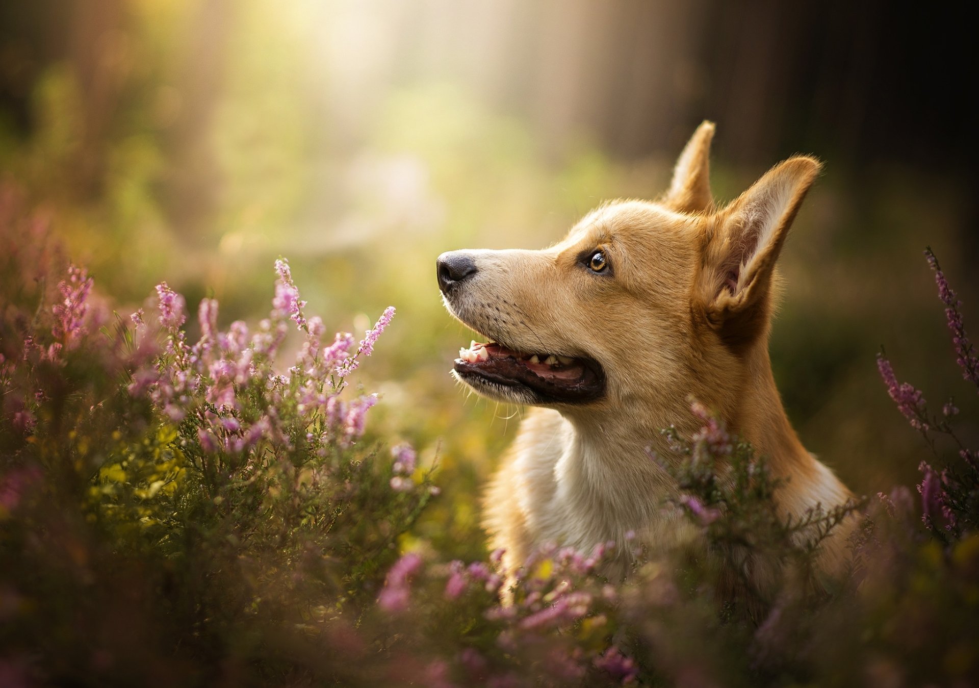 Download Pembroke Welsh Corgi Dog Animal Corgi HD Wallpaper