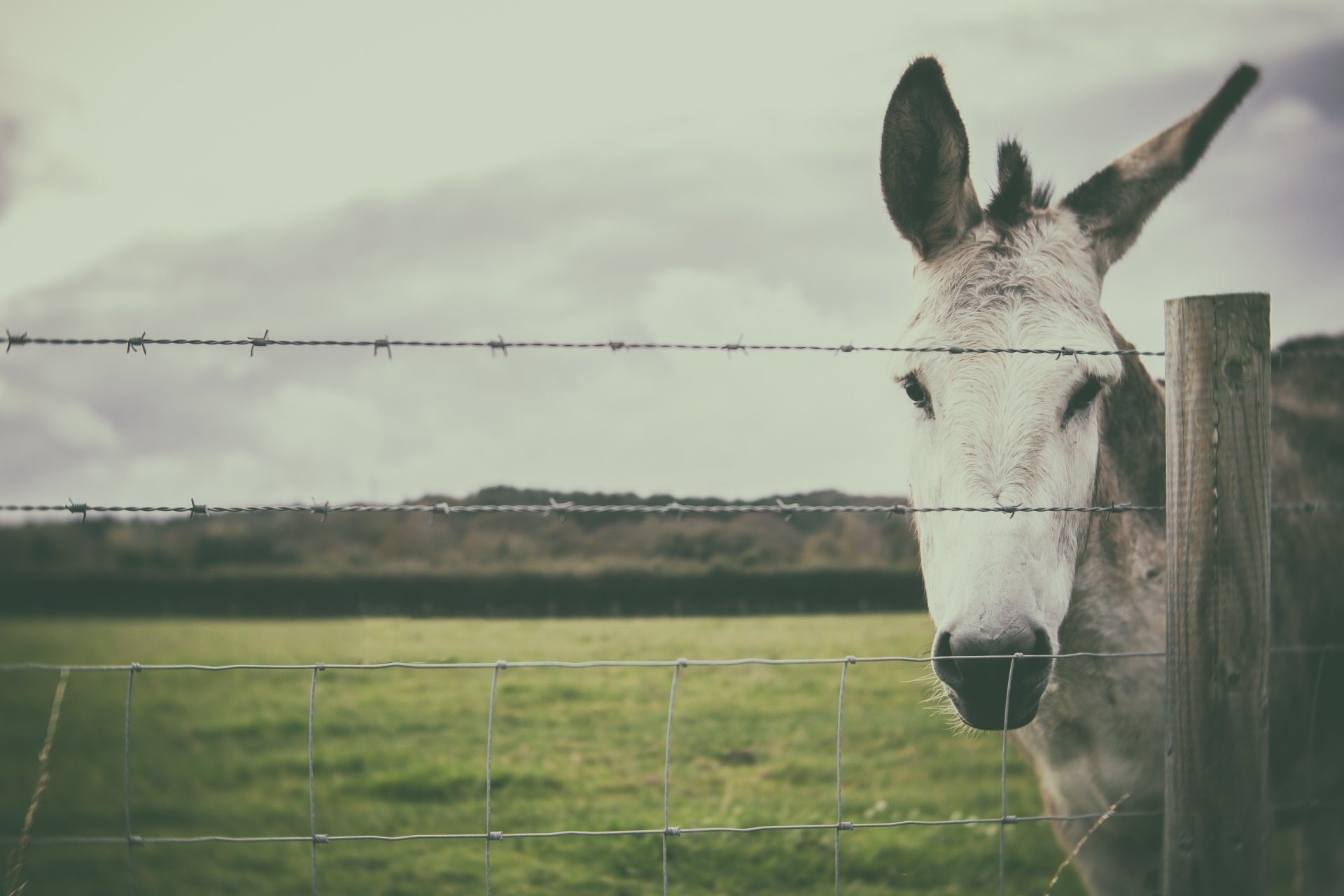 Download Animal Donkey 4k Ultra HD Wallpaper