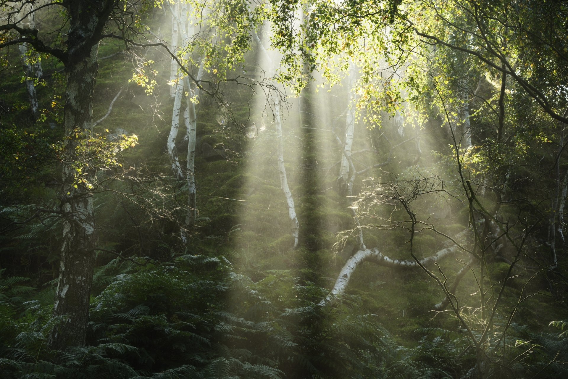 Download Nature Sunlight Forest Birch HD Wallpaper