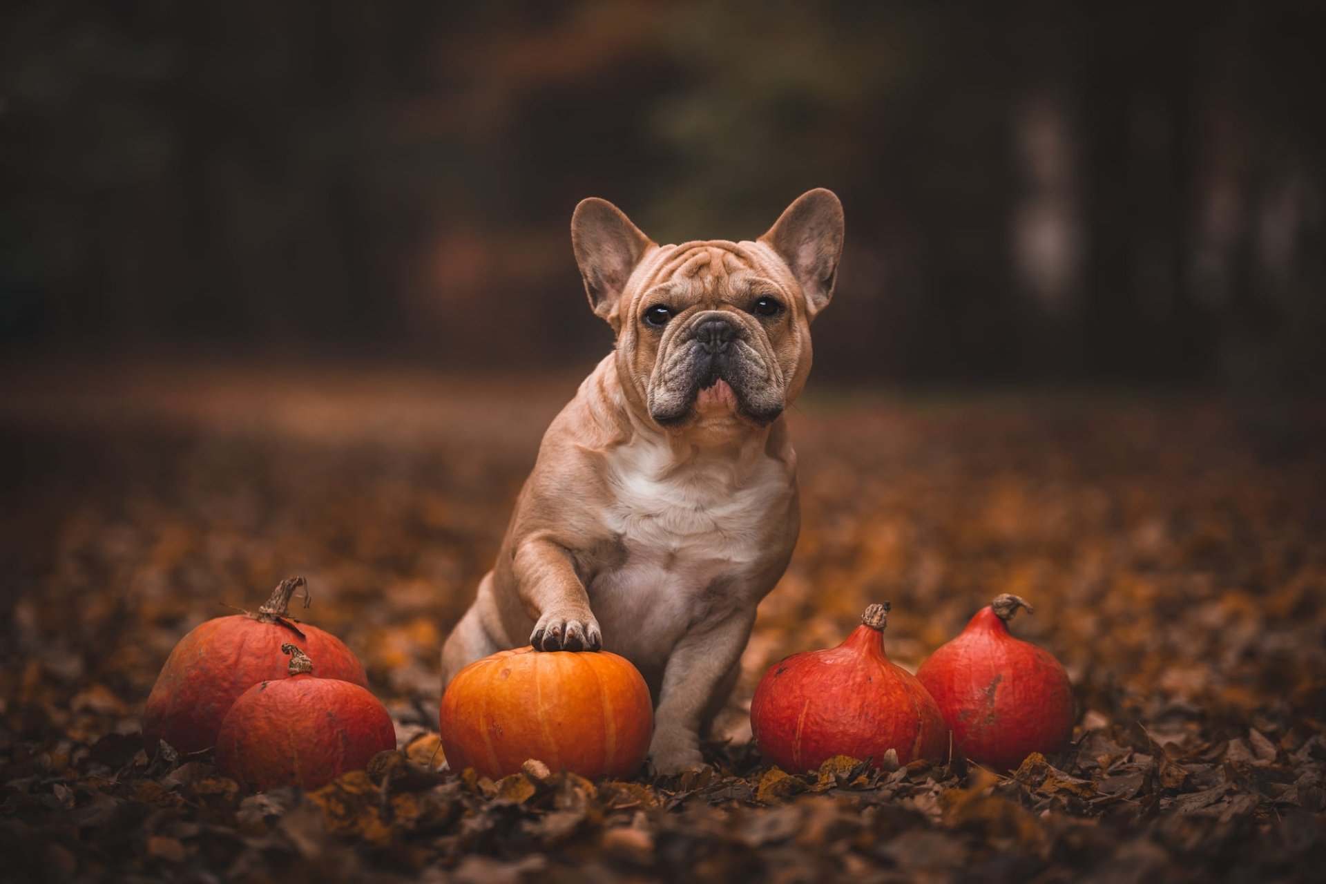Download Dog Animal French Bulldog HD Wallpaper | 2000x1333 | Wallpaper ...
