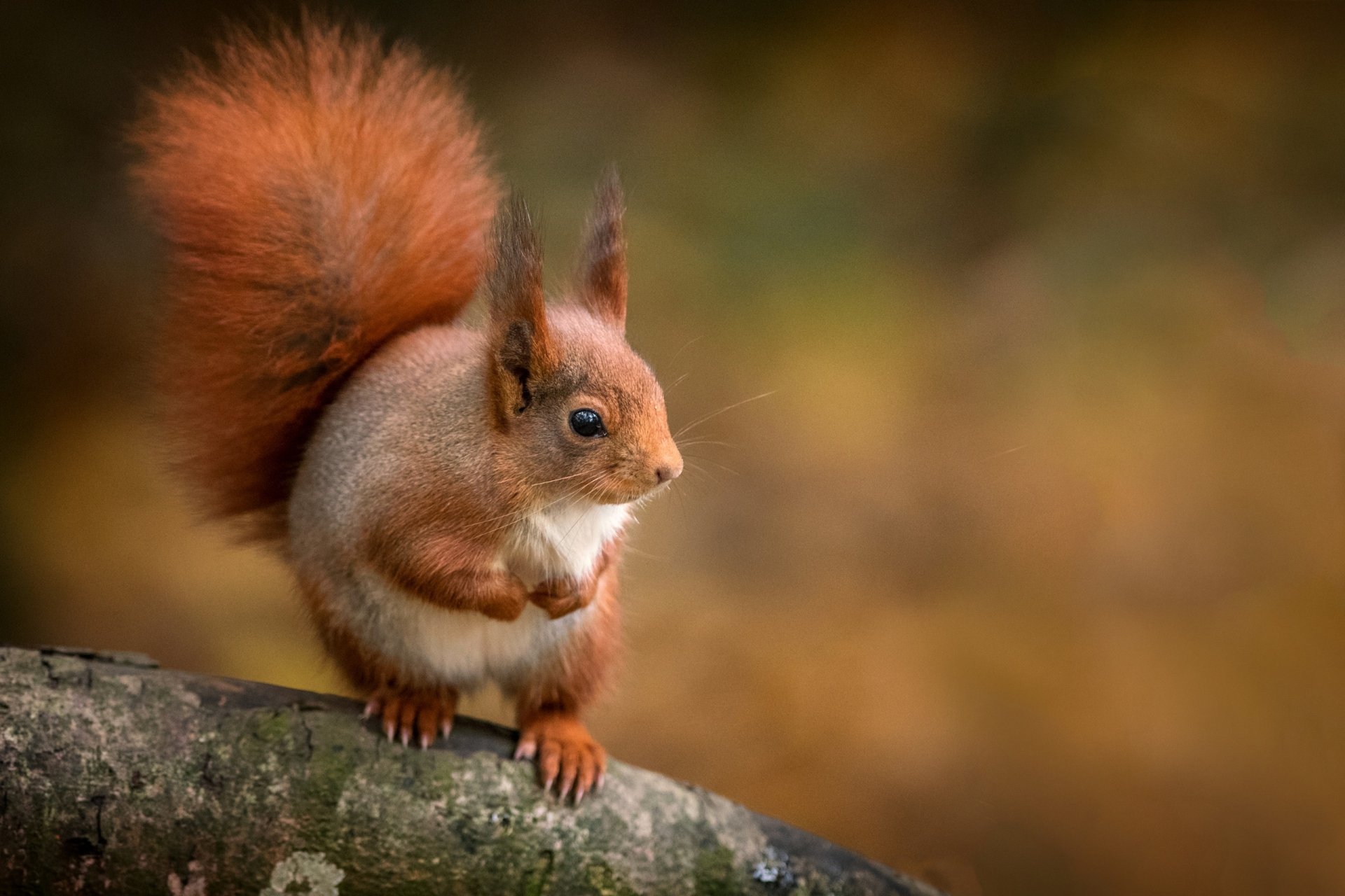 Squirrel HD Wallpaper