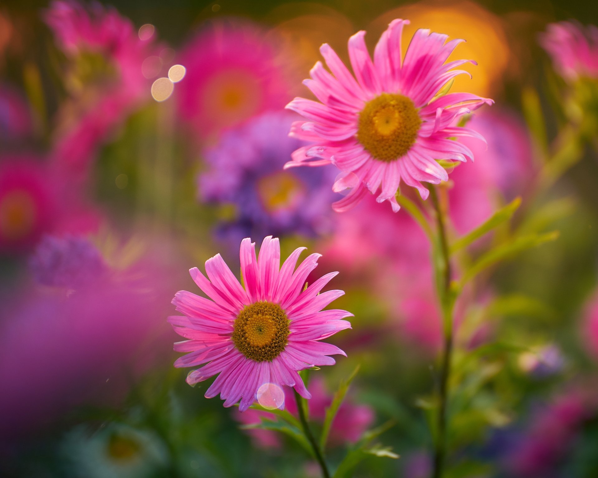 Download Blur Pink Flower Nature Flower 4k Ultra HD Wallpaper ...