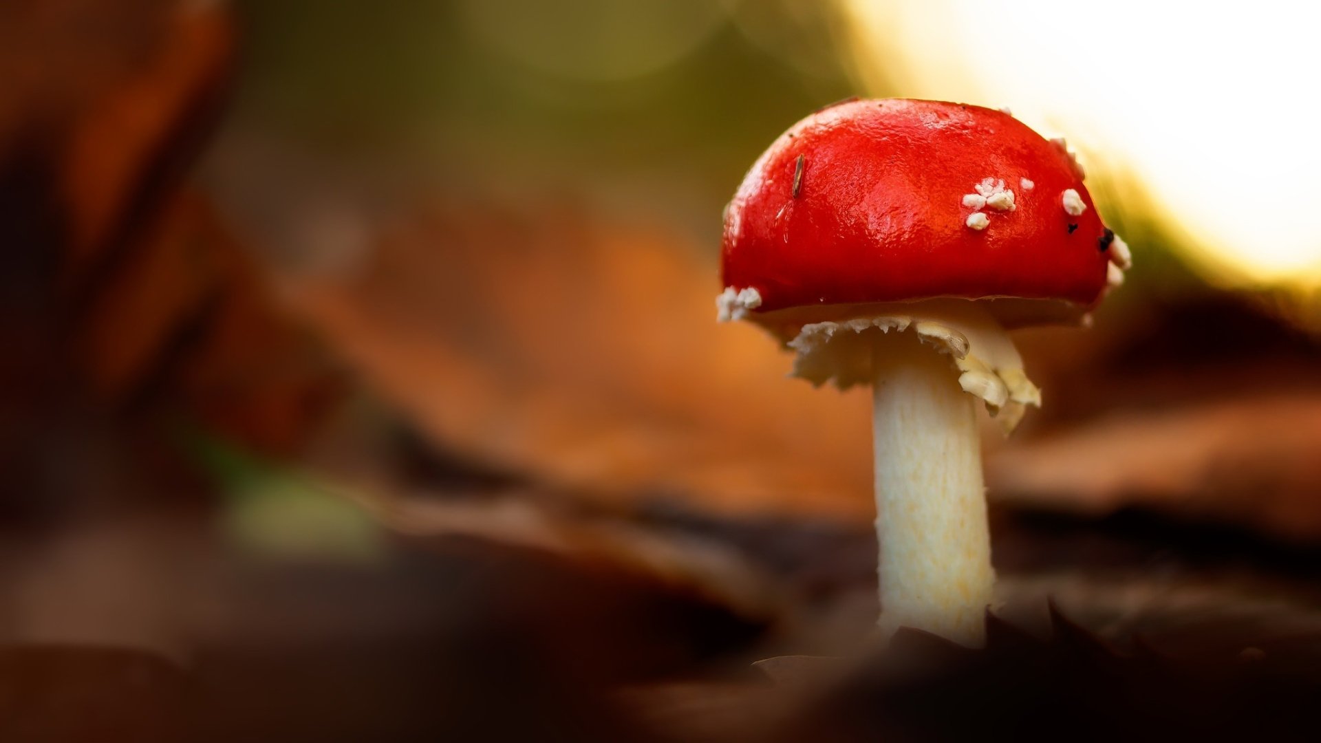 Download Fly Agaric Macro Nature Mushroom HD Wallpaper