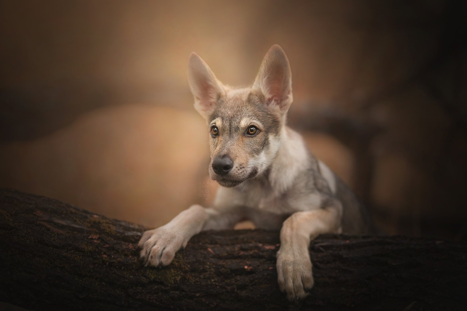 Download Czechoslovakian Wolfdog Puppy Dog Animal Wolfdog HD Wallpaper