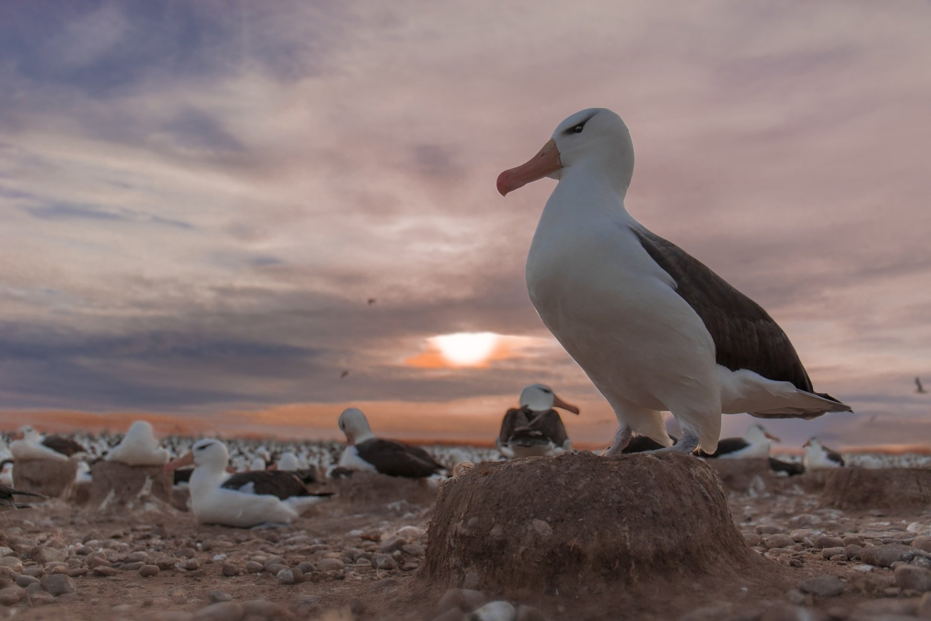 Download Bird Sunset Animal Albatross HD Wallpaper