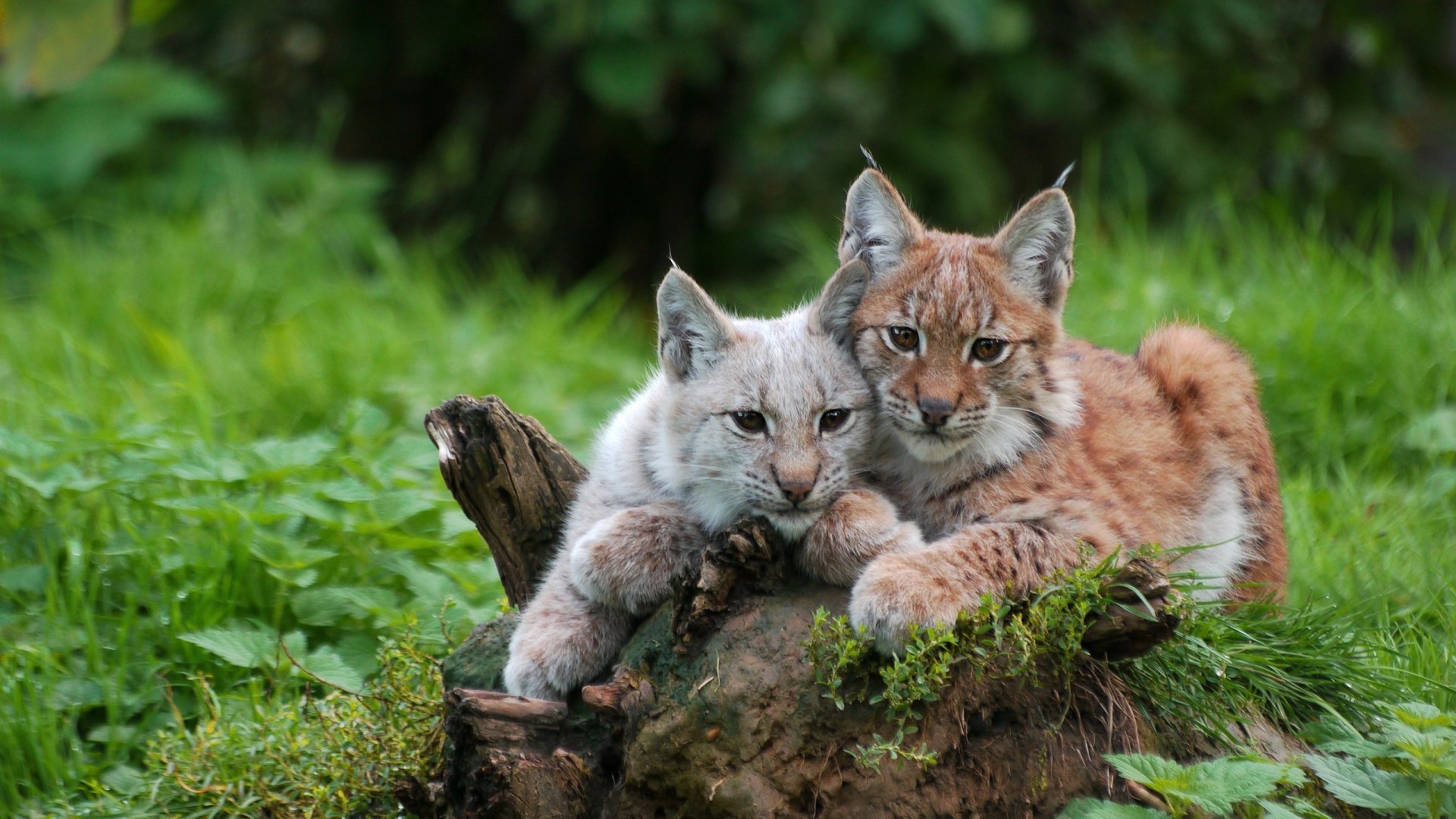 Download Animal Lynx HD Wallpaper