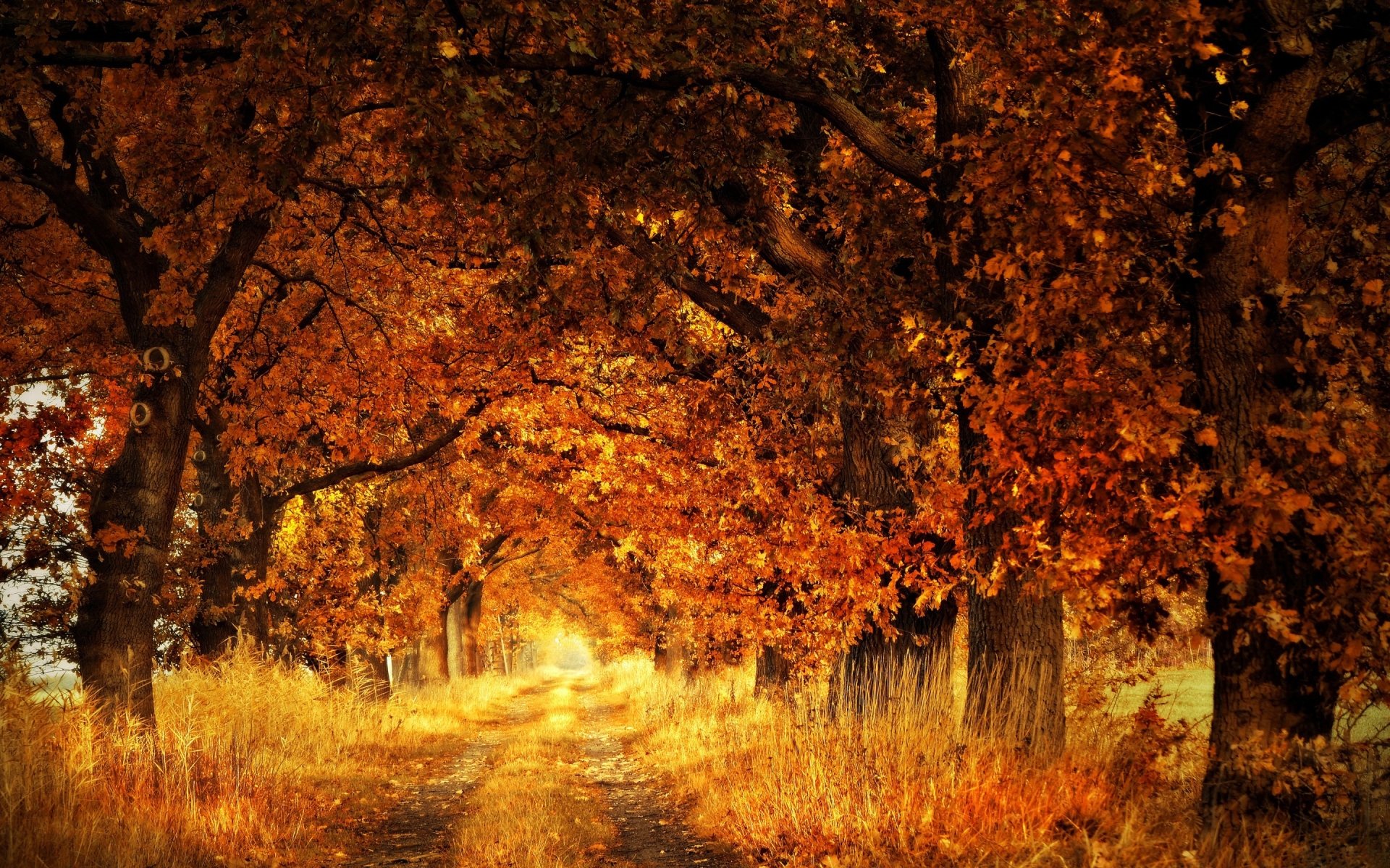 Fall HD Wallpaper